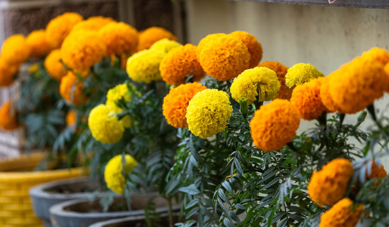 Best Plants That Repel Spiders - Marigold