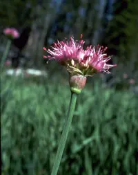 Pacific onion