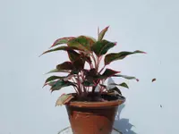 Aglaonema modestum in the pot