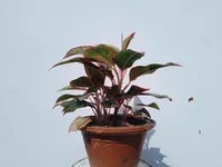 Aglaonema modestum in the pot