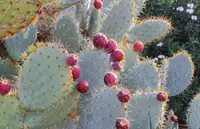 nopal tapón