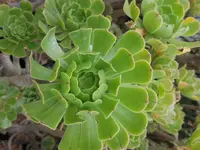 Aeonium arboreum leaf