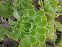 Aeonium arboreum leaf
