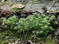 Sedum lineare