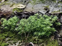 Sedum lineare
