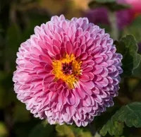 florist's daisy
