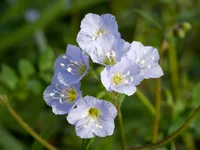 Greek valerian (Polemonium reptans) plant