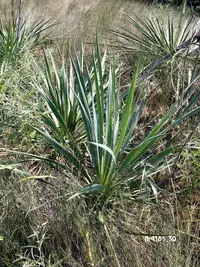 Arkansas yucca