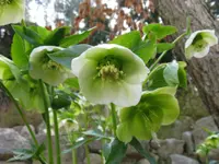 Lenten rose
