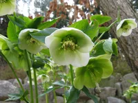 Lenten rose (Helleborus orientalis) plant