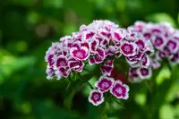 Sweet William