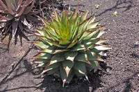 snake aloe (Aloe broomii) plant