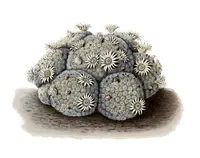 Mammillaria schiedeana (Mammillaria schiedeana) plant