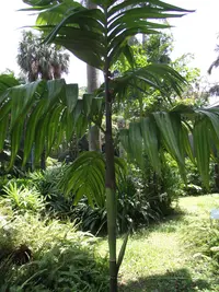 wild areca palm