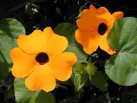 Black-eyed Susan vine (Thunbergia alata) plant