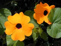 Black-eyed Susan vine (Thunbergia alata) plant