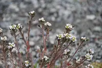 scurvygrass