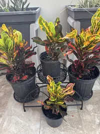 Garden croton photo by a Botan App user