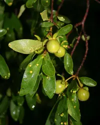 Bluebush Starapple (Diospyros lycioides) plant