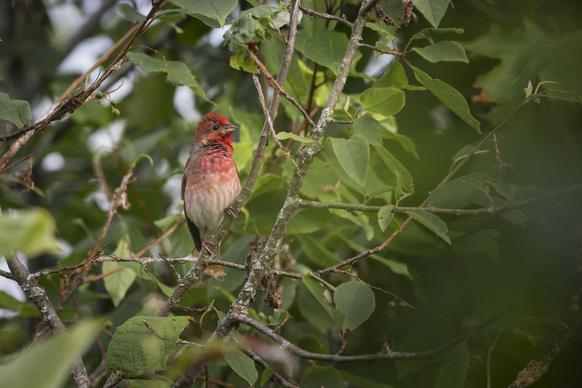 More Trees Don’t Mean More Birds - Rethinking Tree-Planting Conservation