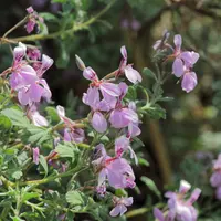 Greyleaf Storksbill