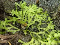 Riccia fluitans