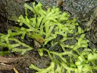 Riccia fluitans