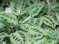 Prayerplant (Maranta leuconeura) plant