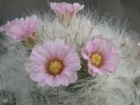 Mammillaria bocasana blooms