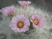 Mammillaria bocasana blooms