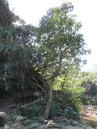 Ivy Tree