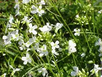 running rockcress