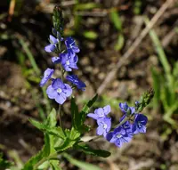 Veronica krylovii flowers