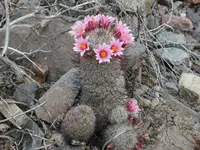 Graham's nipple cactus (Cochemiea grahamii) plant