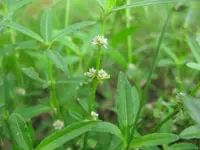 Lesser Joyweed
