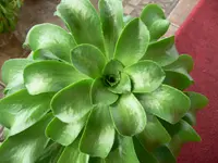 Viscid Houseleek