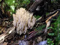 Artomyces austropiperatus