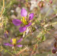 California fagonbush