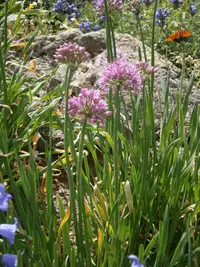 Wild garlic