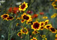 Plains coreopsis
