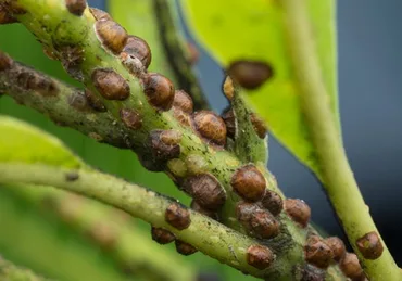 Scale Insects