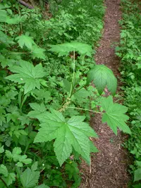 stink currant (Ribes bracteosum) plant