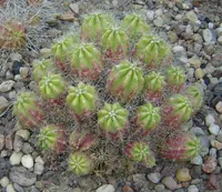 pitaya