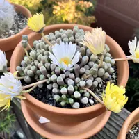 Fenestraria rhopalophylla in the pot