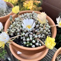 Fenestraria rhopalophylla in the pot