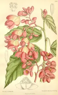 shrimp begonia