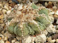 Aztekium ritteri (Aztekium ritteri) plant