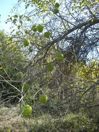 Osage-orange