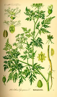 fool's parsley