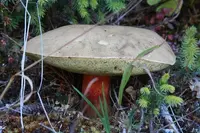 western bitter bolete